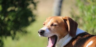 Is a Dog’s Mouth Really Cleaner Than a Human’s?