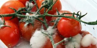 Why Do Tomatoes Change Color as They Ripen?