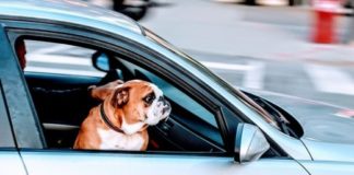 Why Do Dogs Stick Their Heads Out of Car Windows?