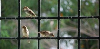 Why Do Birds Fly Into Windows?