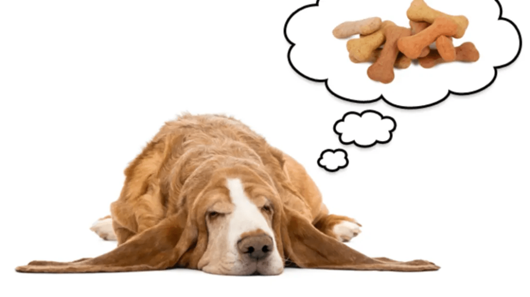 Do Animals Dream? Do Animals Dream?