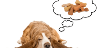 Do Animals Dream?