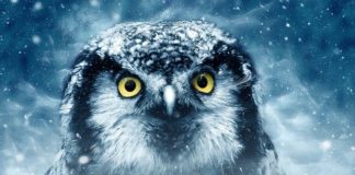How Can Owls Rotate Their Heads 270 Degrees Without Dying?