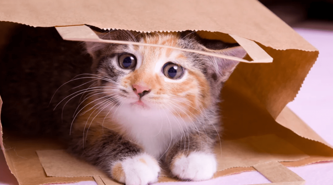 What’s the Origin of “Let the Cat out of the Bag”? What’s the Origin of “Let the Cat out of the Bag”?