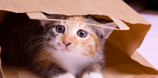 What’s the Origin of “Let the Cat out of the Bag”?