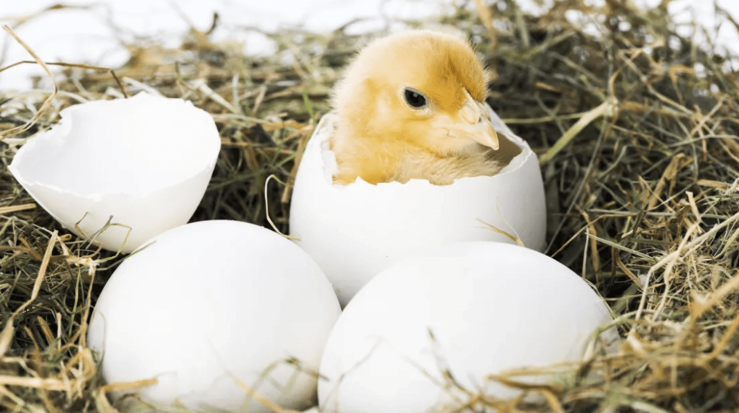 How Do Baby Birds Breathe Inside Their Eggs? How Do Baby Birds Breathe Inside Their Eggs?