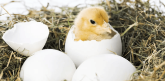 How Do Baby Birds Breathe Inside Their Eggs?
