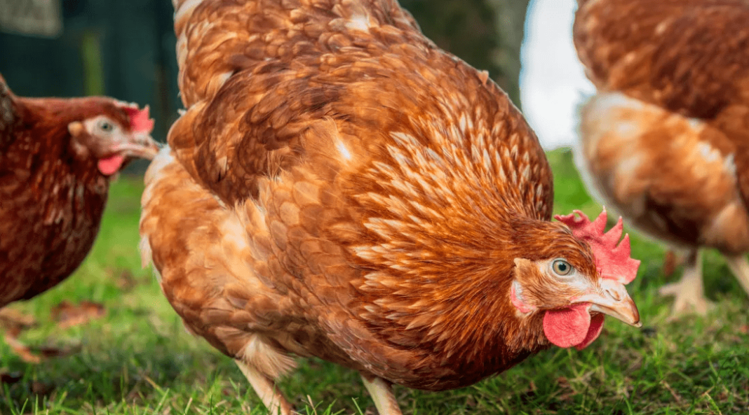 What Do Chickens Have to Do With Chicken Pox? What Do Chickens Have to Do With Chicken Pox?