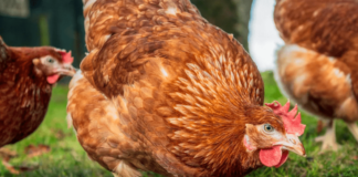 What Do Chickens Have to Do With Chicken Pox?
