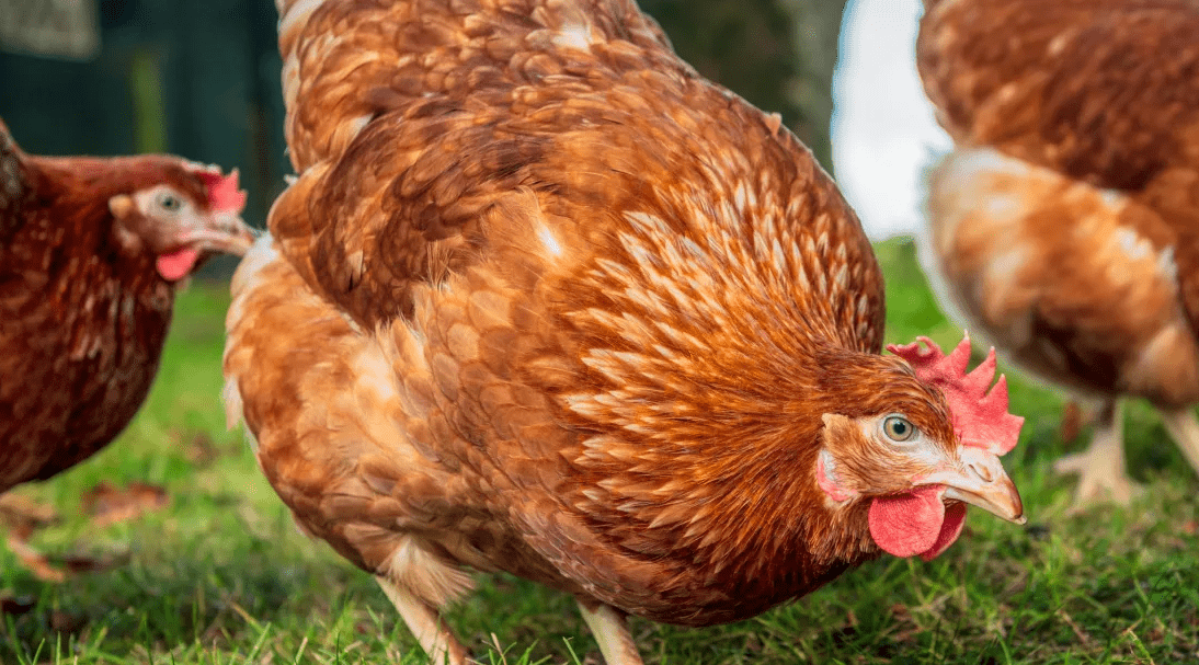 what-do-chickens-have-to-do-with-chicken-pox-aid-the-student