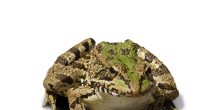 Why Do Students Dissect Frogs?