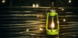 Why Are Moths Drawn to Flames?