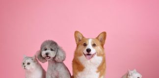 Do Dogs and Cats Have Different Blood Types, Like Humans Do?