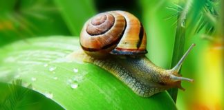 Are Snails Born With Shells?