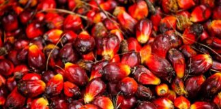 How to start palm oil business in Nigeria