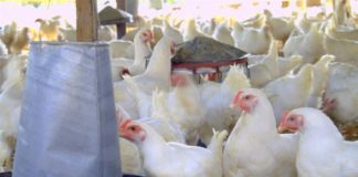 How to start poultry farming business in Nigeria