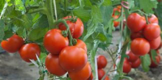 How to start tomato farming in Nigeria