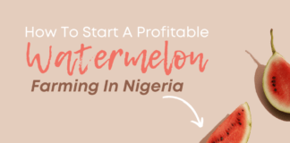 How To Start A Profitable Watermelon Farming In Nigeria
