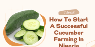 How To Start A Successful Cucumber Farming In Nigeria