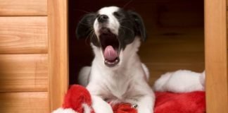 Why Do Dogs Yawn?