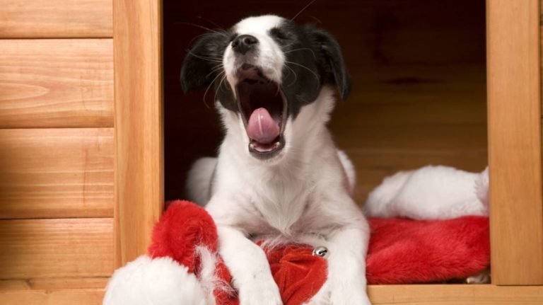 Why Do Dogs Yawn?