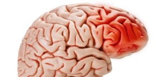 5 Foods That Damage Your Brain 5 Foods That Damage Your Brain