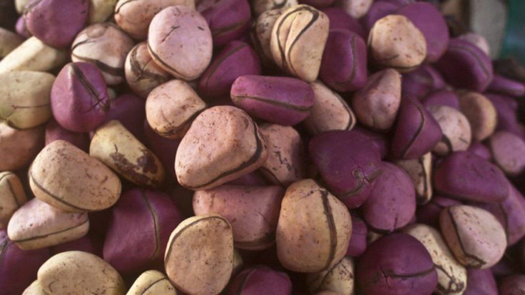 6 Unknown Health Effects Of Kola Nuts 6 Unknown Health Effects Of Kola Nuts