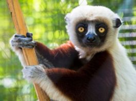 8 Endangered Animals Your Children May Never See