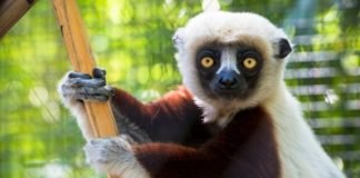 8 Endangered Animals Your Children May Never See 8 Endangered Animals Your Children May Never See