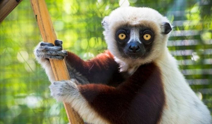 8 Endangered Animals Your Children May Never See