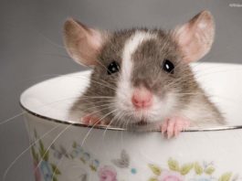 4 Reasons Why Rats Are Always In Your House