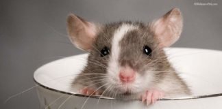 4 Reasons Why Rats Are Always In Your House 4 Reasons Why Rats Are Always In Your House