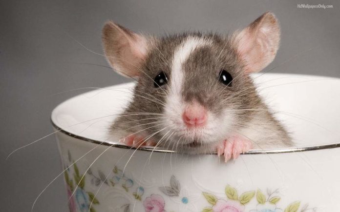 4 Reasons Why Rats Are Always In Your House