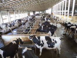 How to start a Cattle farming business in Nigeria