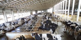 How to start a Cattle farming business in Nigeria How to start a Cattle farming business in Nigeria