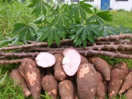 How to start cassava farming business in Nigeria