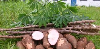 How to start cassava farming business in Nigeria How to start cassava farming business in Nigeria
