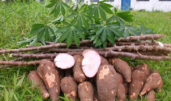 How to start cassava farming business in Nigeria