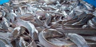 How to start catfish farming business in Nigeria How to start catfish farming business in Nigeria