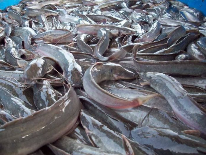 How to start catfish farming business in Nigeria