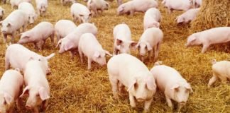 How to start pig farming business in Nigeria (The best guide)
