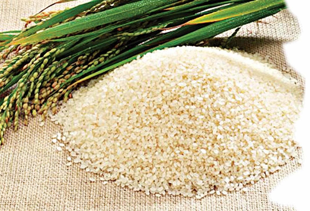 How to start rice farming in Nigeria How to start rice farming in Nigeria