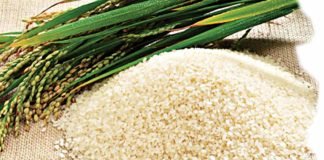 How to start rice farming in Nigeria How to start rice farming in Nigeria
