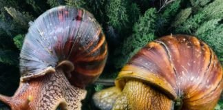 How to start snail farming business in Nigeria How to start snail farming business in Nigeria