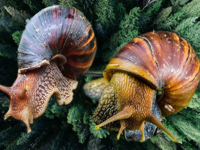 How to start snail farming business in Nigeria