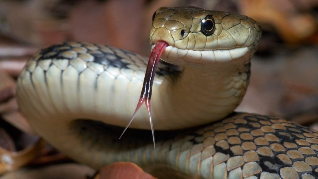 How to start snake farming business How to start snake farming business