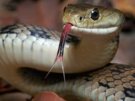 How to start snake farming business