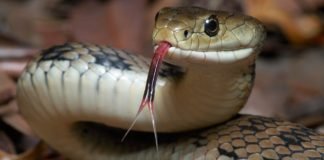 How to start snake farming business How to start snake farming business