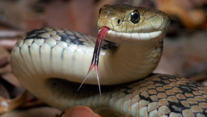 How to start snake farming business