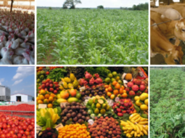 most profitable agricultural business